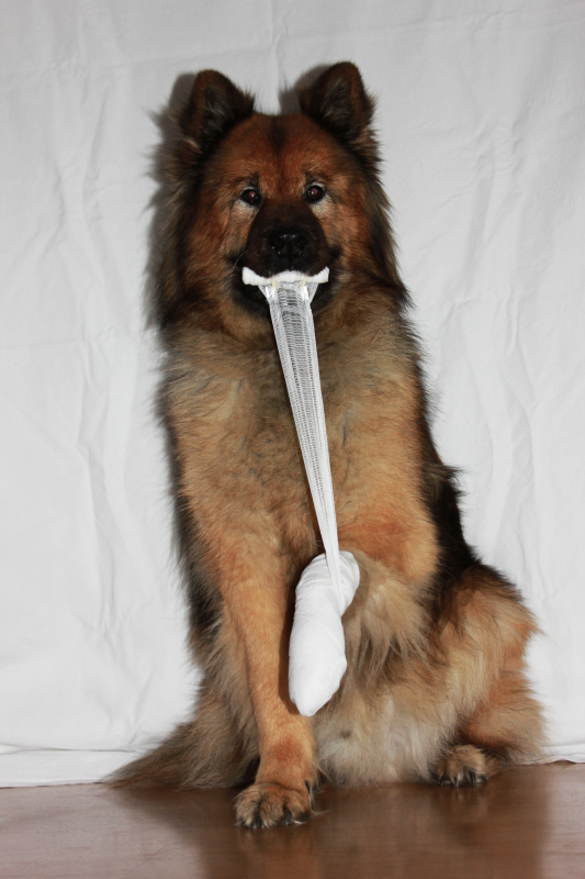 Hund mit verbundener Pfote