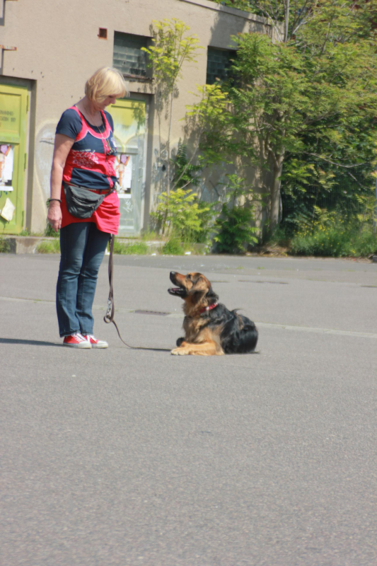 Fit und Fun - Gehorsam