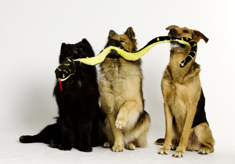 3 Hunde mit Schlange