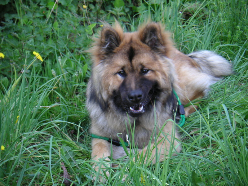 Junger Hund liegt im Gras