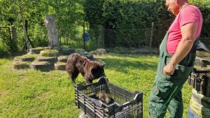 Hund bringt Spielzeuge in Kiste