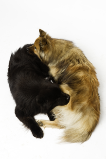 2 HUnde liegen wie Yin-Yang-Symbol
