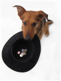 Hund mit Hut sammelt Geld