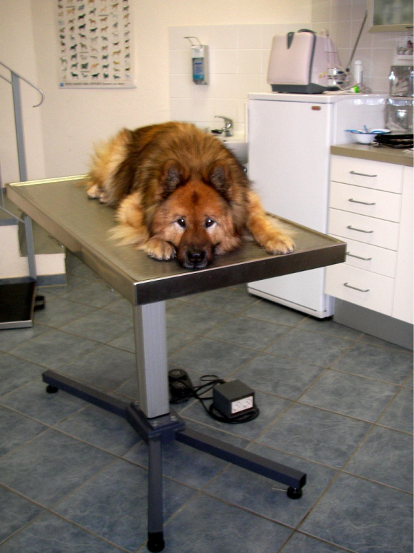 Ein Hund liegt entspannt auf dem Untersuchungstisch
