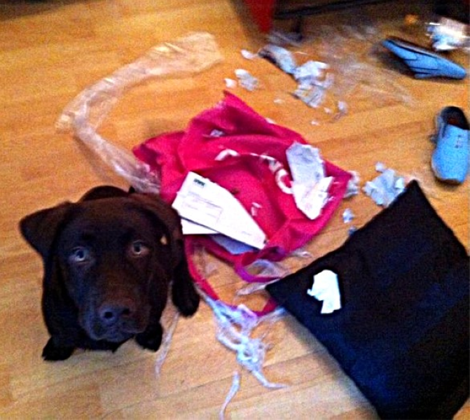 Ein Hund schaut Dich aus dem angerichteten Chaos heraus an 